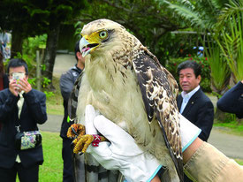 放鳥されたカンムリワシの幼鳥「アルタ=16日午前、やいま村」(環境省石垣自然保護官事務所提供)