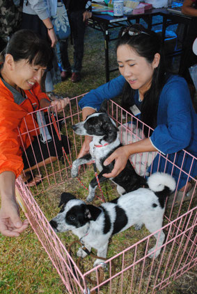 動物愛護キャンペーンでは犬・猫譲渡会も開催された=20日午後