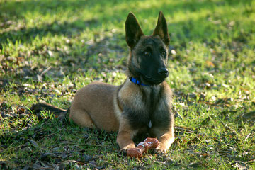 rencontre canine 77