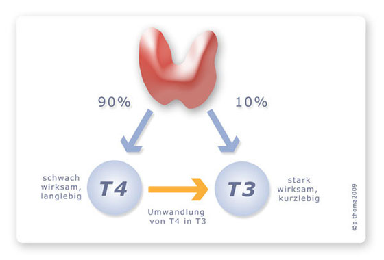 Auf Welche Organe Hat Die Schilddrüse Einfluss Die Grafik zeigt, das 90% des von der Schilddrüse produzierten Hormons