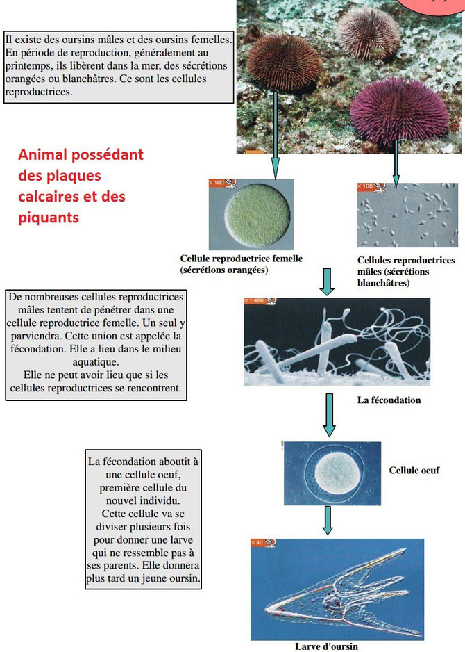 rencontres amicales montauban
