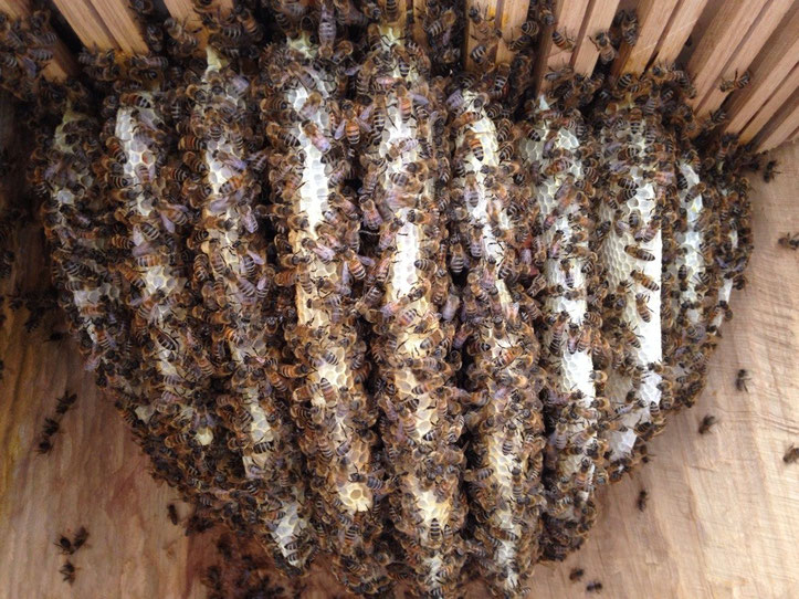 Raum für Bienen, die Beute im Bauch vom Buddha