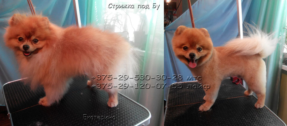 Короткая стрижка немецкого шпица