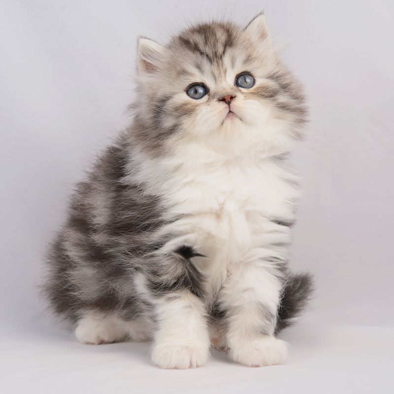 Кошка шотландская длинношерстная