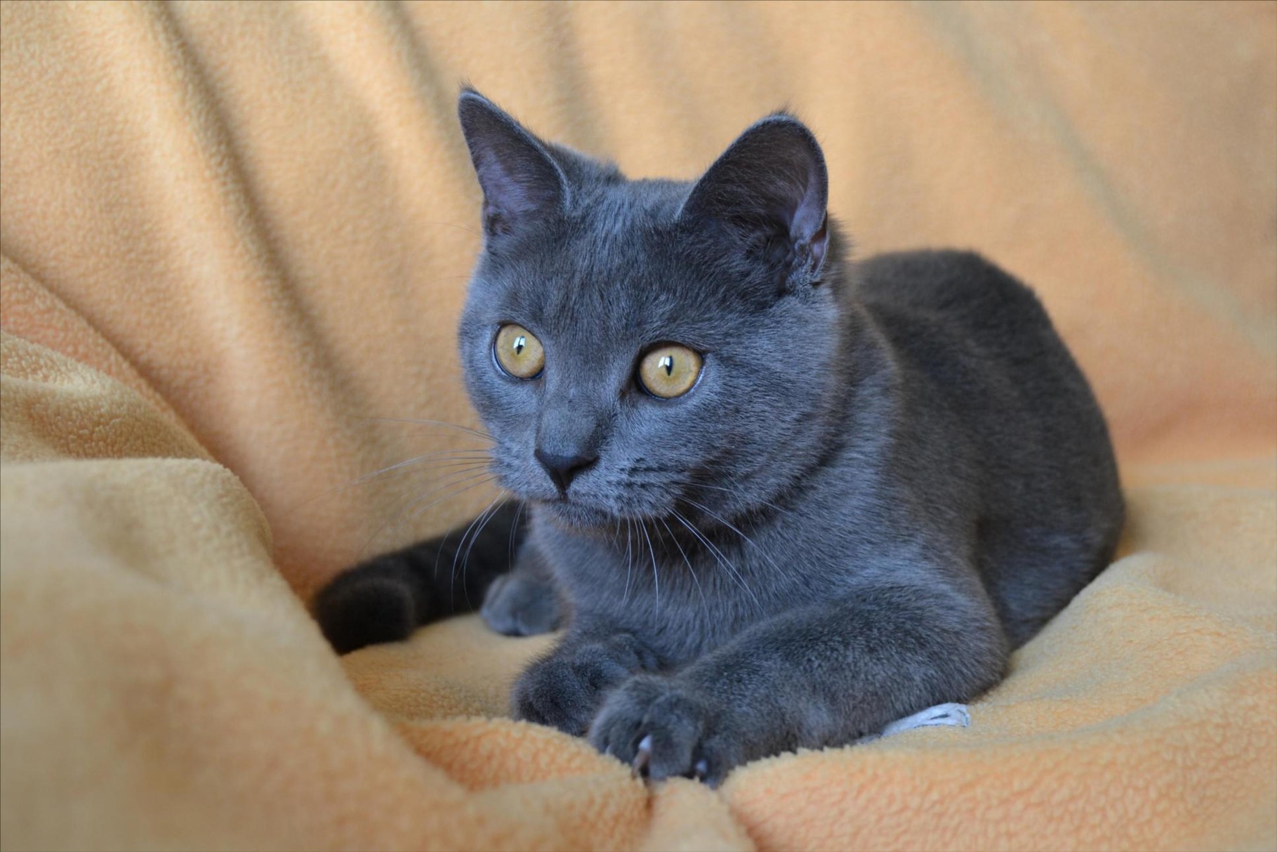Картезианский Кот