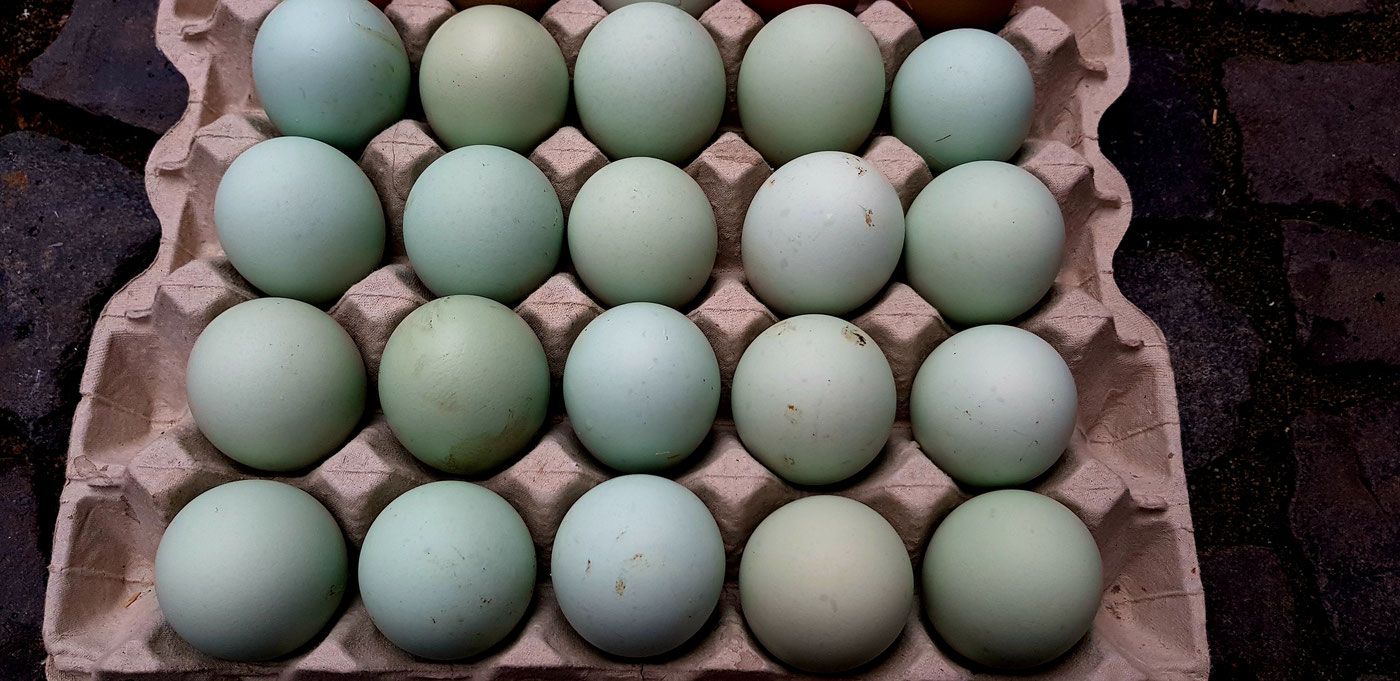 Купить инкубационное яйцо в москве и области. Синь-синь-Дянь порода. Куры синь синь Дянь. Изумрудные яйца куриные. Синь-синь-Дянь порода кур купить.