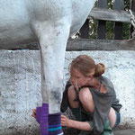 Gnadenbrothof Ziegenhain volunteer caring for a horse in Germany, animal sanctuary volunteer work.