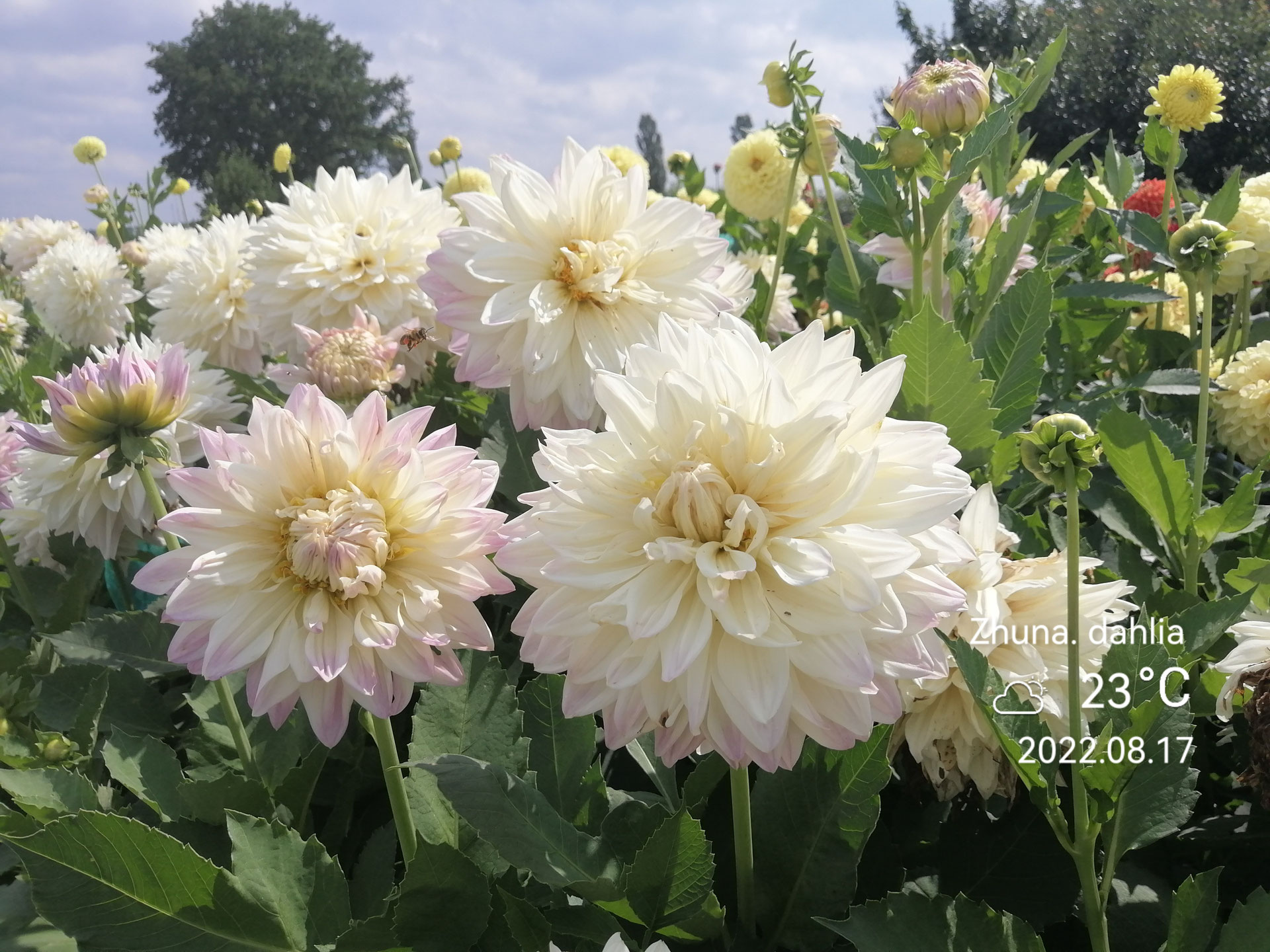 Купить Георгины В Интернет Магазине Почтой