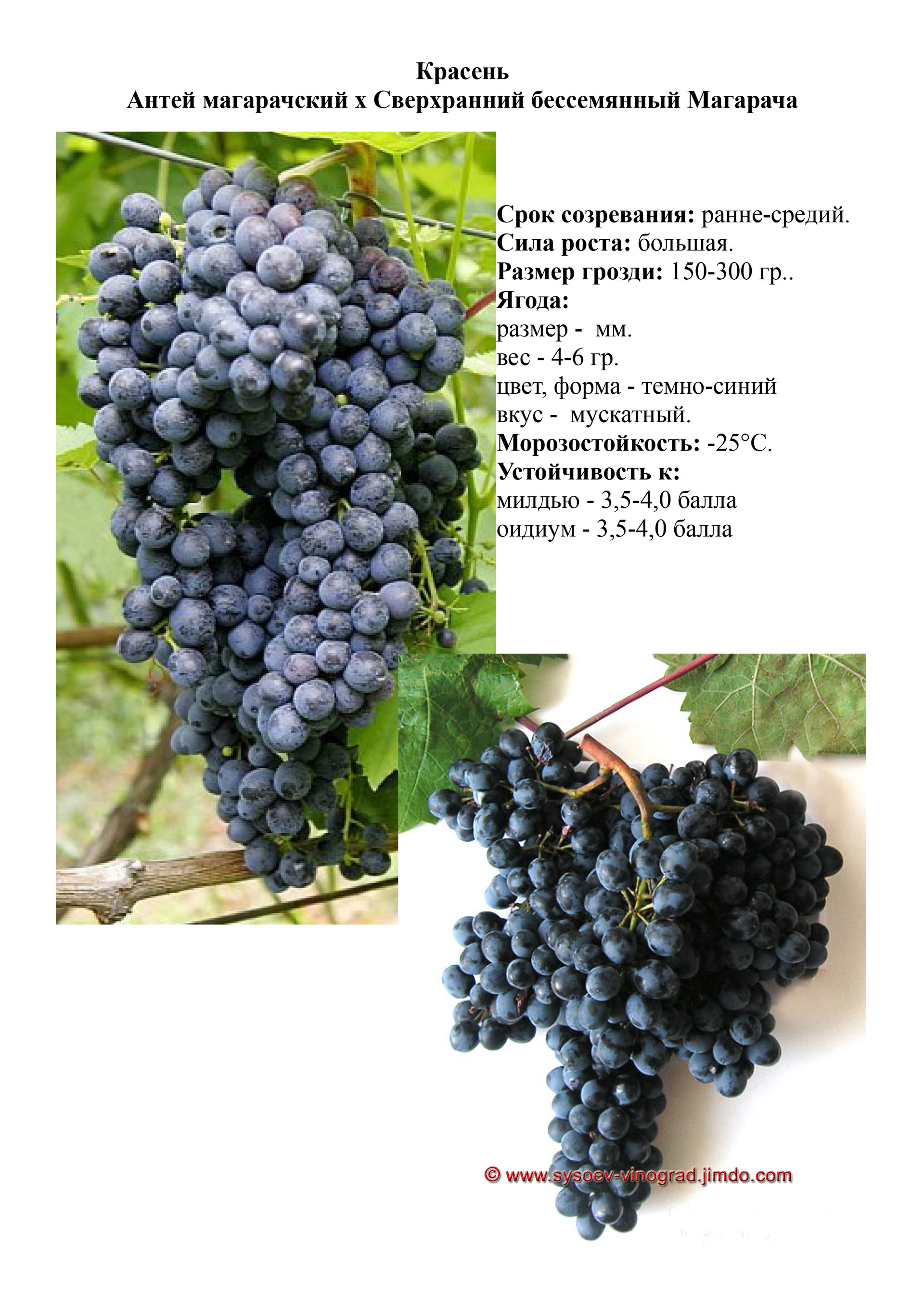 красель сорт винограда. кишмиш красень. красень сорт винограда. кишмиш красень. кишмиш красень.