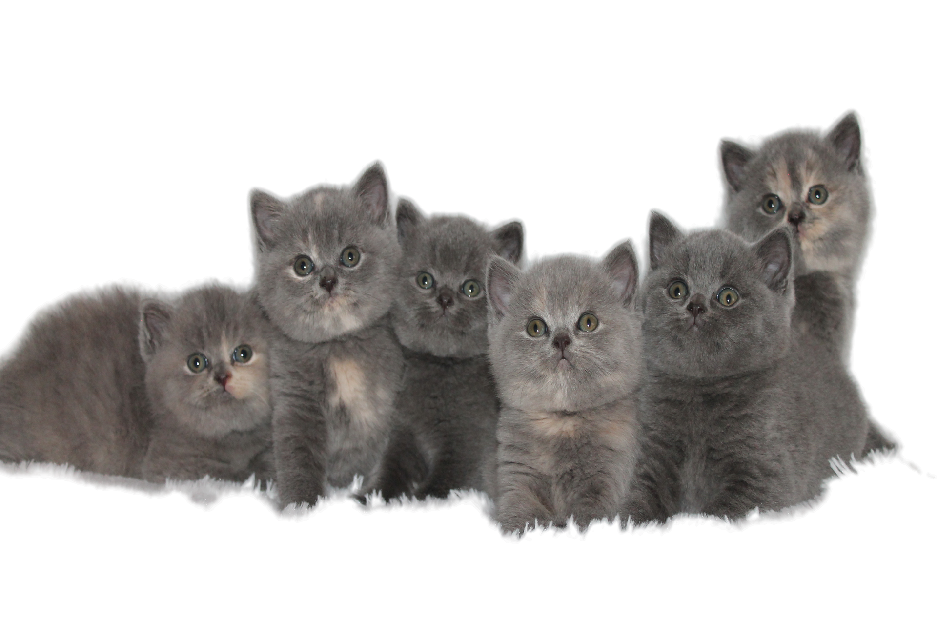 Питомник Британских Кошек Купить Котенка