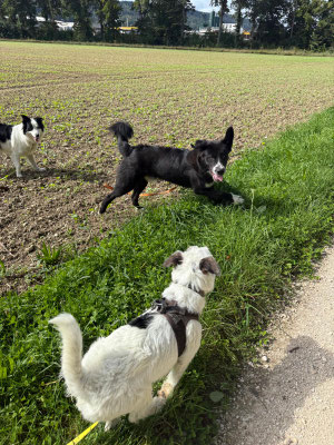 Monti auf einem Spaziergang