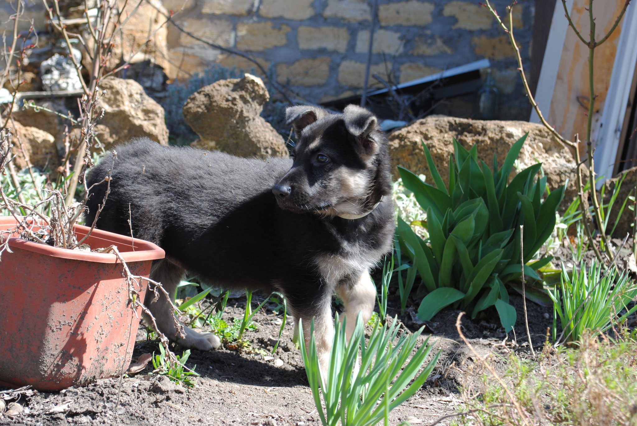 Авито Ростовская Область Собаки Продажа Вео