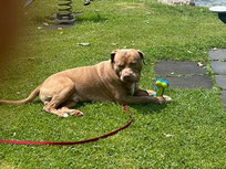 Simba liegt im Gras