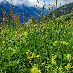 Flower meadow in the Tux Alps