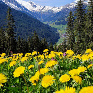 Spring meadow with mountain view in Zillertal