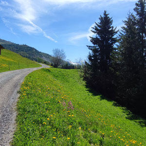 Meadow path in the Tux mountains