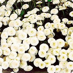 Пижма Девичья Купить Семена