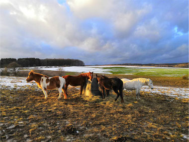Rescued horses at Gnadenbrothof Ziegenhain animal sanctuary in Germany, where volunteers help with daily animal care and farm routines.
