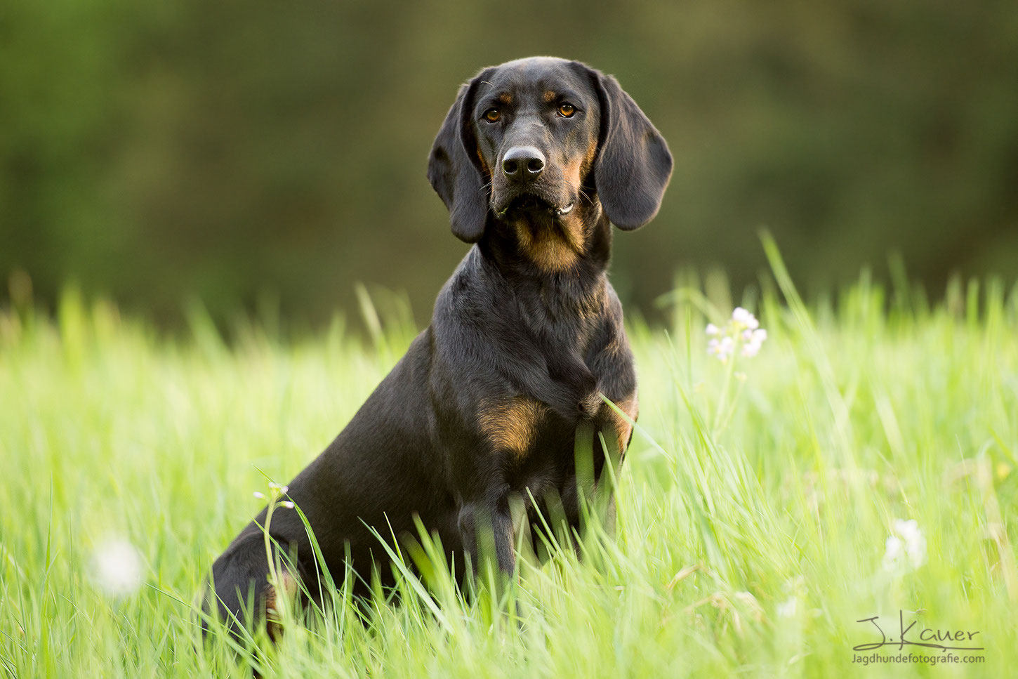Austrian hound