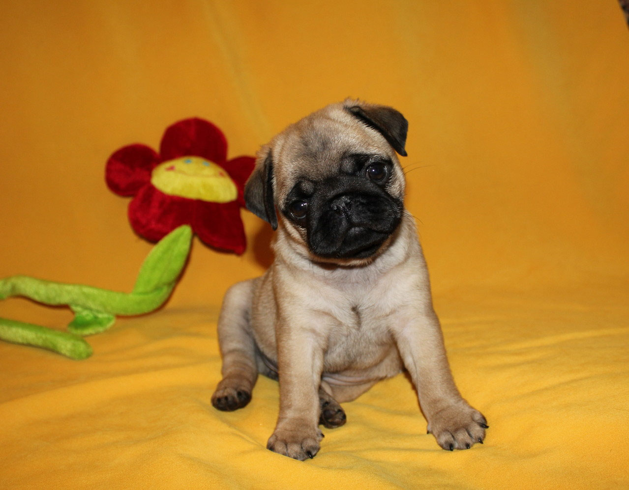 Где Купить Собаку Мопса