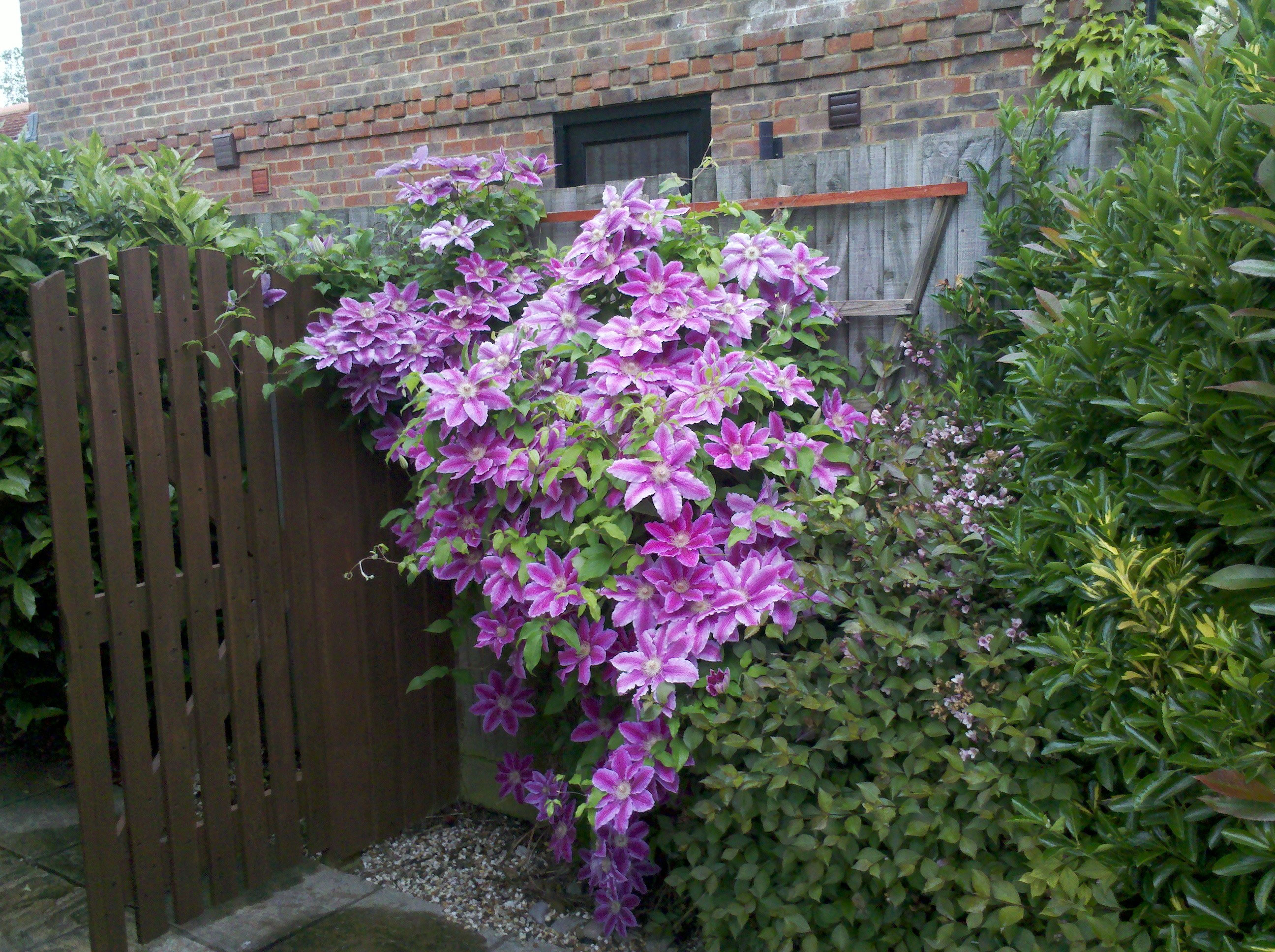 Купить Клематисы В Спб В Питомнике