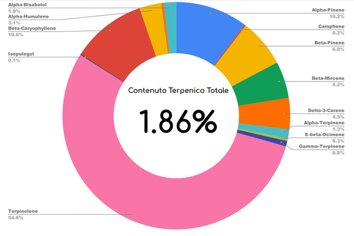 Profilo terpenico Terp Mandarina – aroma agrumato balsamico