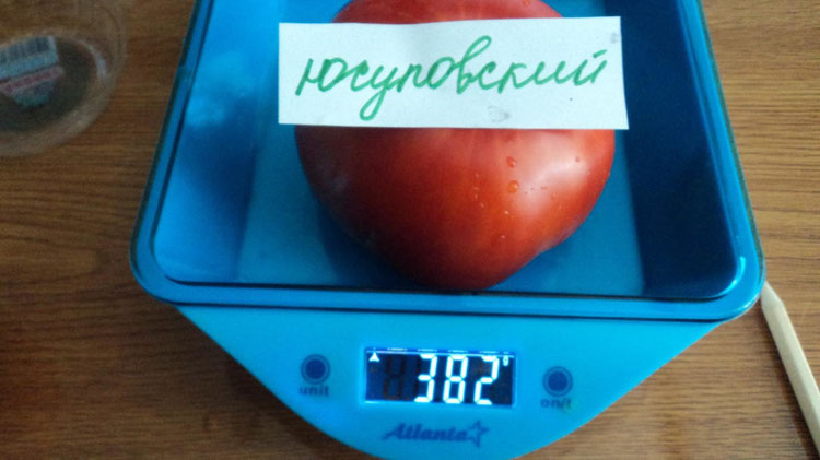 Томаты Юсуповские Фото