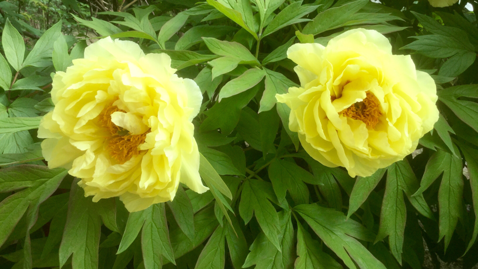 Пион Золотая Россыпь Купить