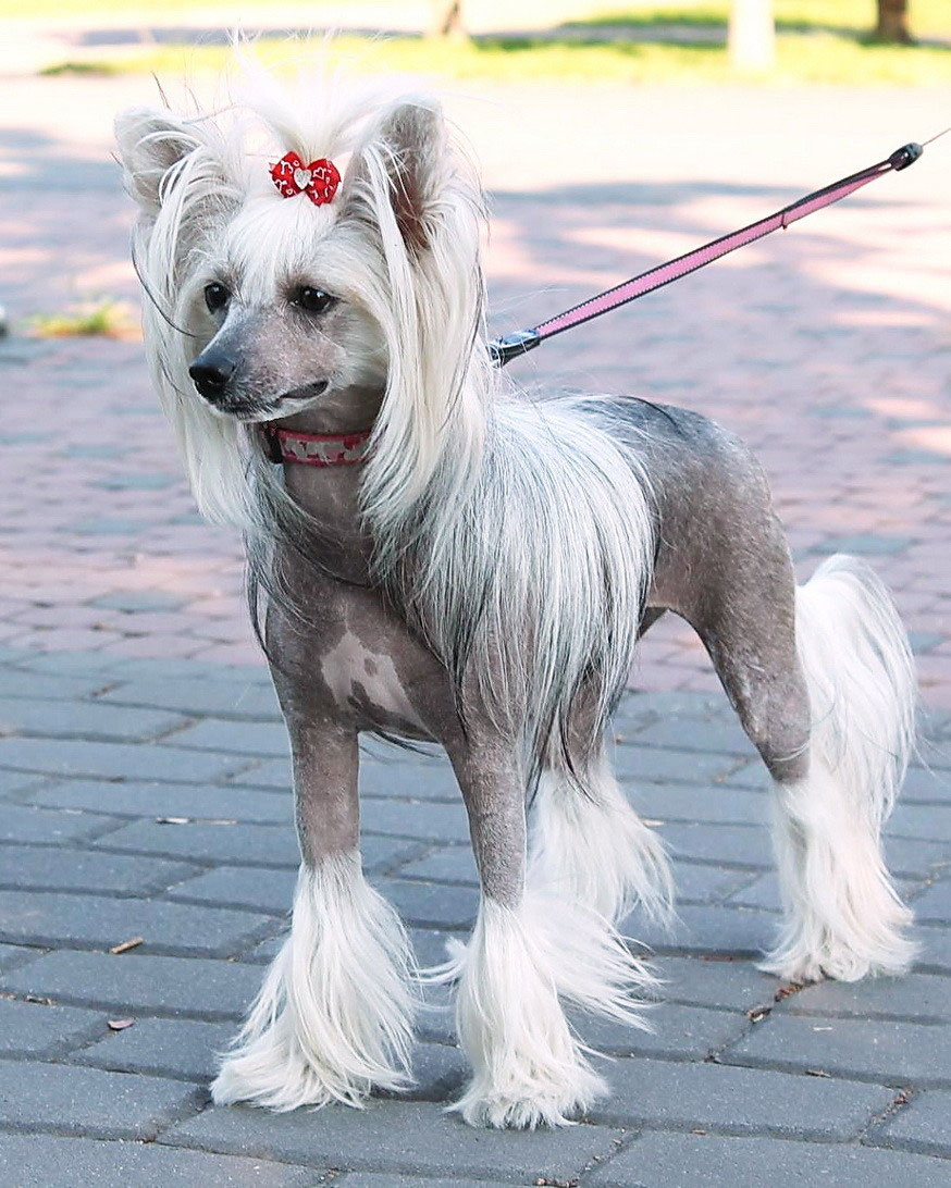 Китайская Хохлатая Цена