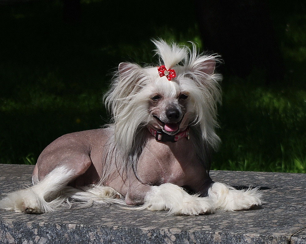 Китайская Хохлатая Цена