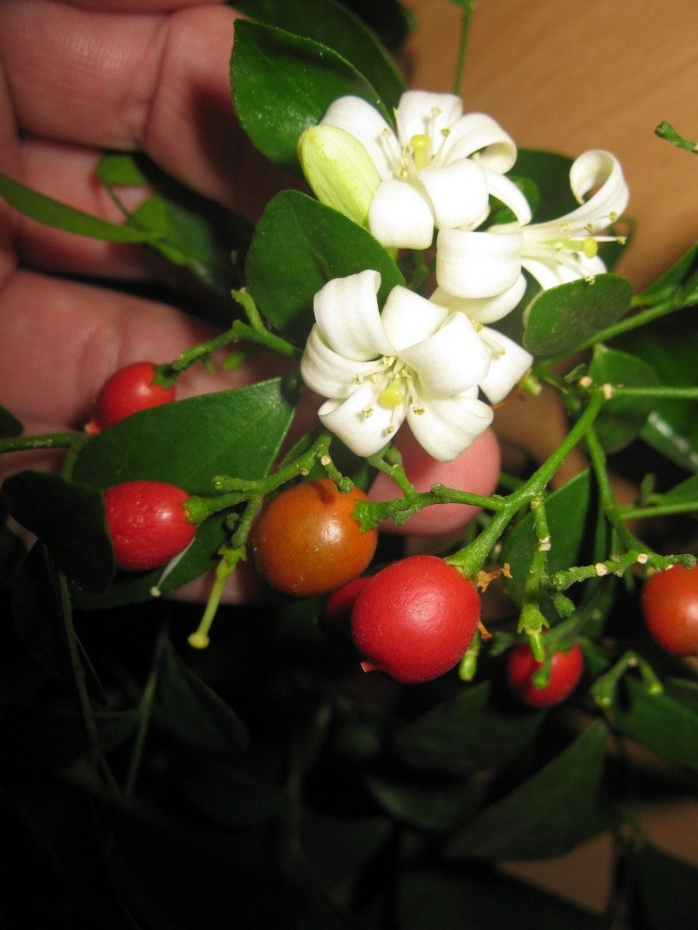 Цветок Мурайя Купить На Авито