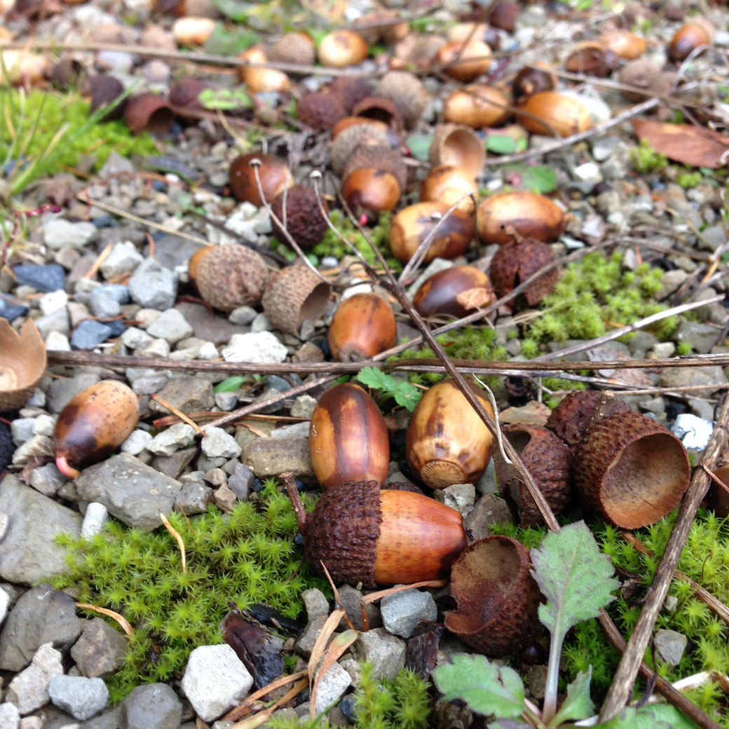 Tree nuts. You can see roots of nuts.