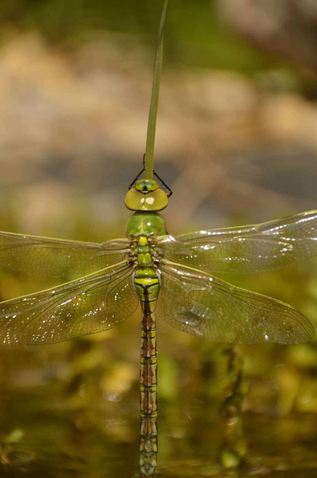 Frisch geschlüpfte Libelle, Blaugrüne Mosaikjungfer; © Karola