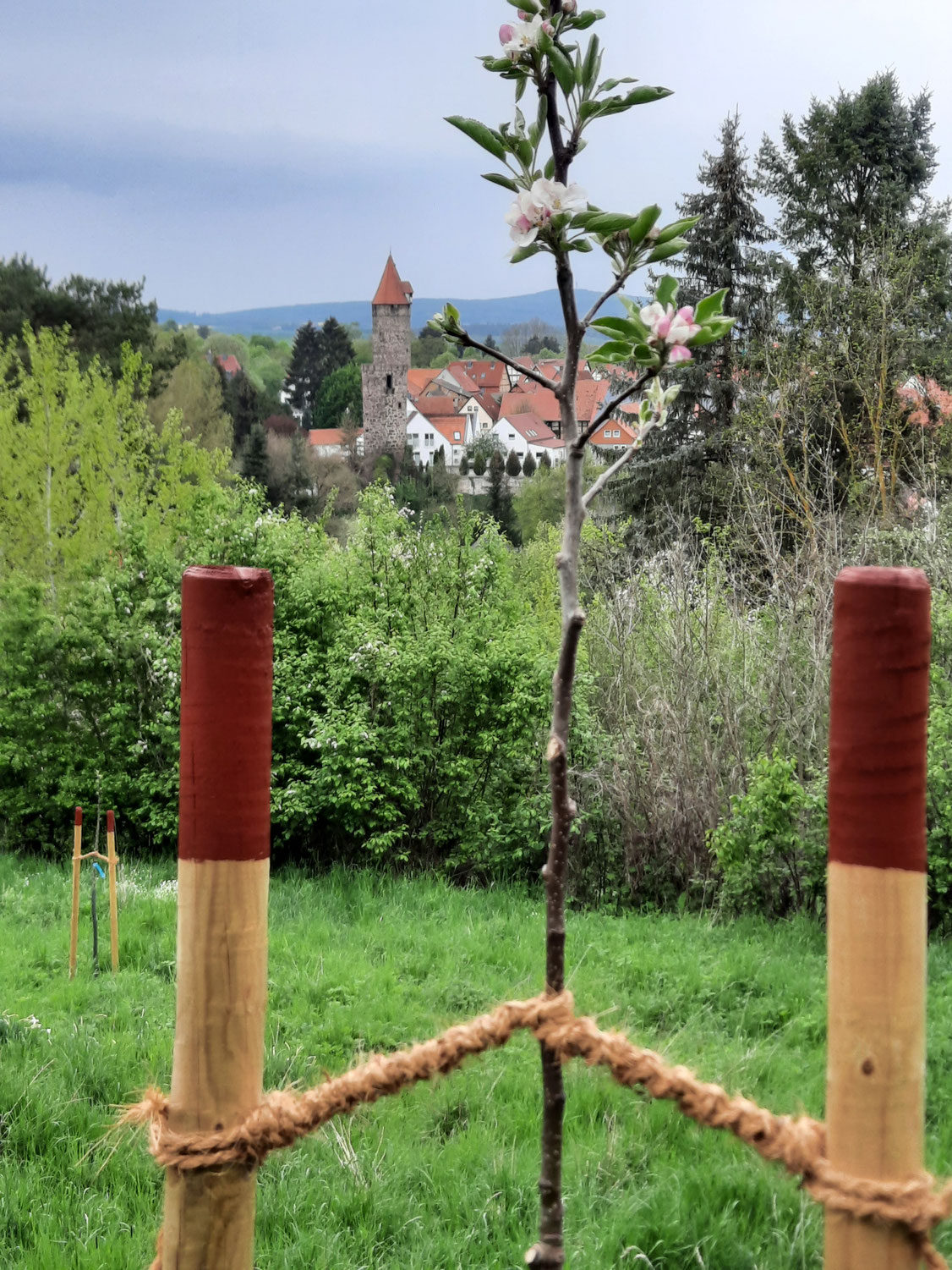 1272 Bäume für Grebenstein - Förderverein Kindergarten und Grundschule