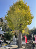 光明寺　大木