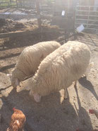 Schafe Happy und Zoe