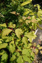  Acer cissifolium (ミツデカエデ)