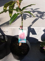 2020年01月　購入時