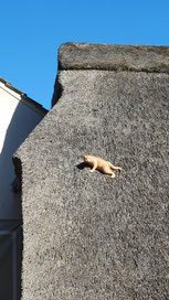 Katze auf dem Dach...