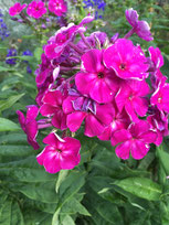 Phlox
