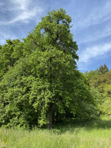 Holzapfelbaum