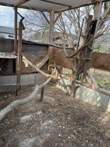 ピヨ小屋の中