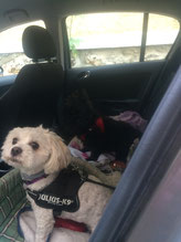 Bichon et croisé en voiture pour transport vétérinaire - transport chat, chien en essonne 
