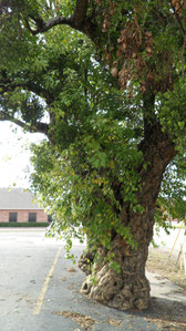 the wrinkle tree