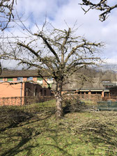 Bild;Baumschnitt, Obstschnitt, Winterschnitt