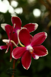 Phalaenopsis tetraspis C1 x tetraspis C1