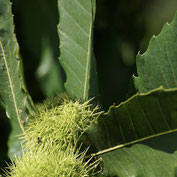 Feuilles de chataignier servant à la teinture de la laine en gris