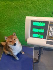 Gesundheit am hundecampus