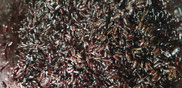 Bild: schwarzer Camargue-Reis