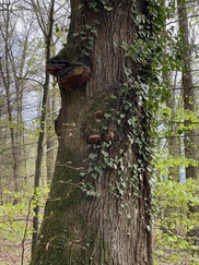 Biotopbaum (Habitatbaum) Bild: Sabine Maier